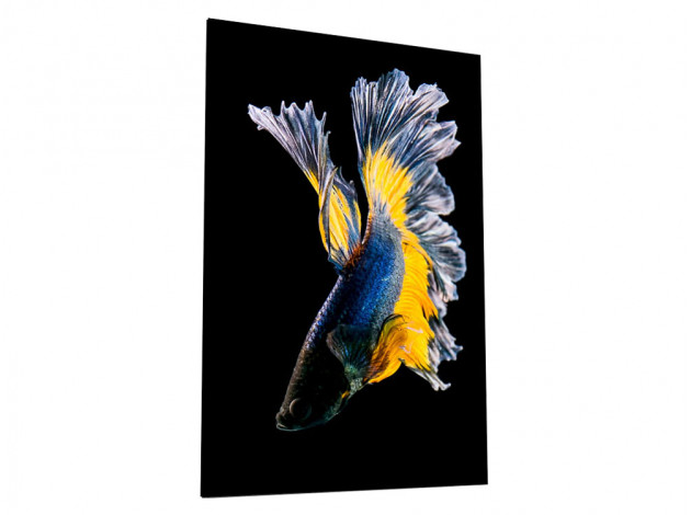 Картина Картина на стекле 40х60 "Бойцовая рыбка 3", арт. WB-02-65-04